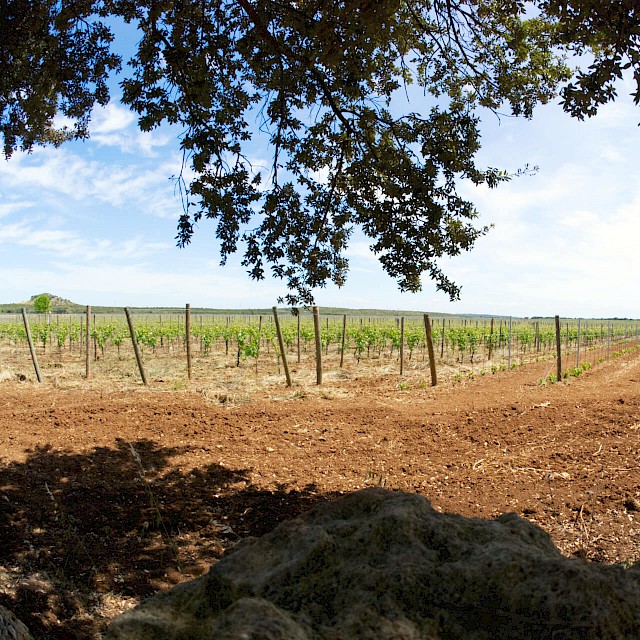 Vineyards of Manduria