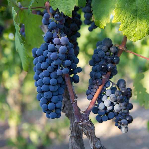 Primitivo di Manduria B&B Sine Tempore